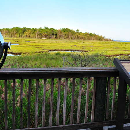 Cattus Island County Park