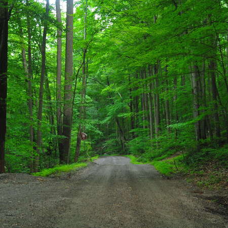 Photos Of: Teetertown Ravine, Hollow Brook Rd (Aug, 2014) - 08/04/2014