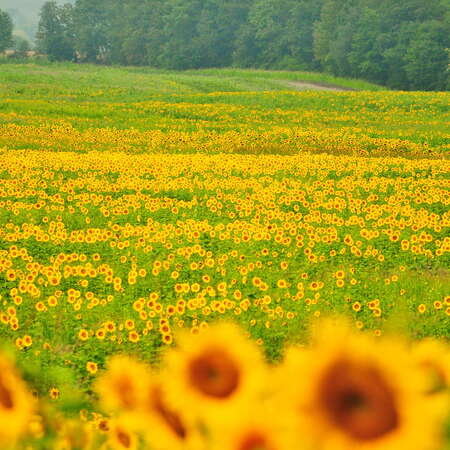 Sussex County Sunflower Maze (at Liberty Farm)