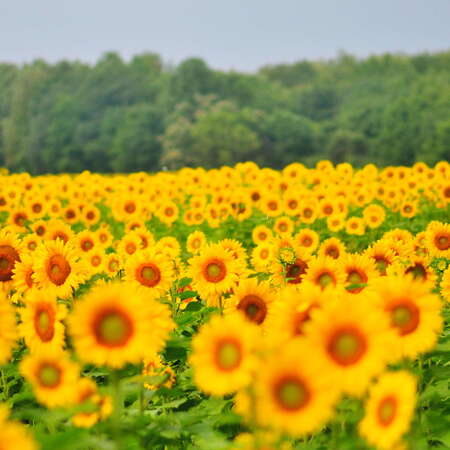 Sussex County Sunflower Maze, Walking the maze - 2013 - 09/02/2013