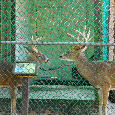 Animal Haven at Thompson Park (Middlesex County)