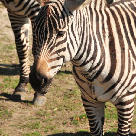 Photos of: Cape May County Park and Zoo -- Furry Things - 04/19/2012