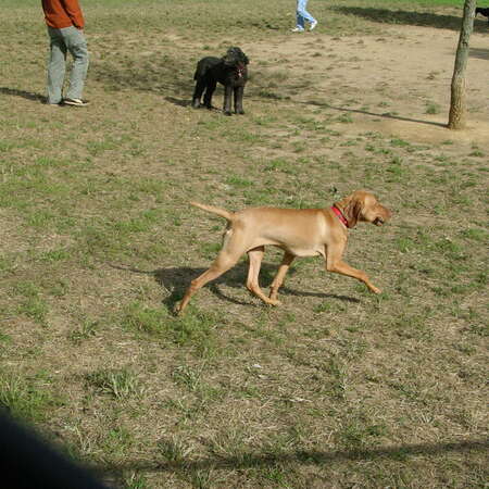 Dog Park at Thompson Park (Monmouth County) - 10/16/2005