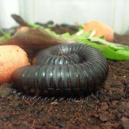 Insectropolis