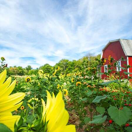 Longmeadow Farm