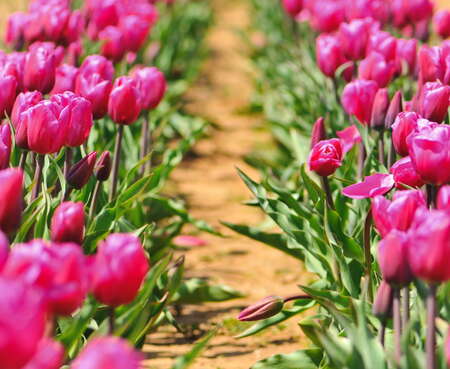 April 2018 - Tulip Festival at Holland Ridge Farms - 05/27/2018
