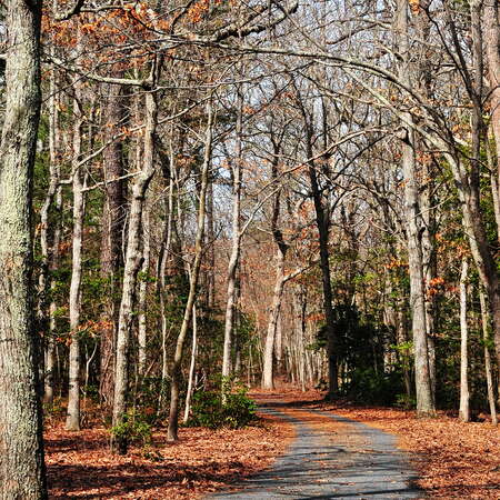 Belleplain State Forest