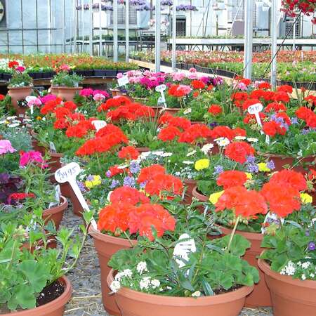 Fairfield Farms