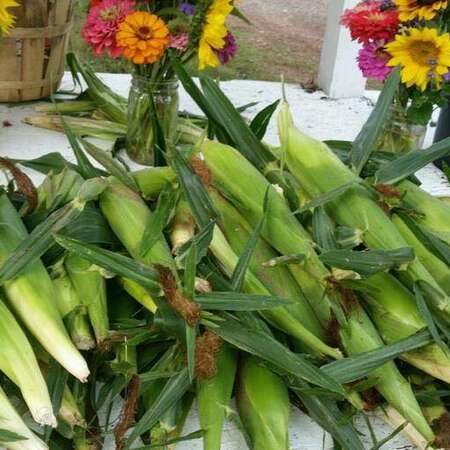 Schaefer Farms
