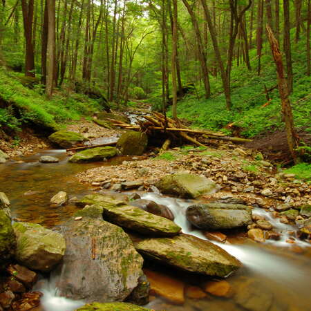 Dunnfield Creek