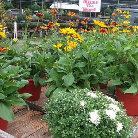 Blackburn Garden Center Sunflower Maze