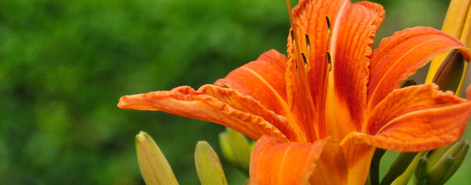 25+ Gardens and Arboretums You Should Visit This Spring!