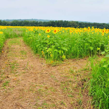 Sussex County Sunflower Maze, Entrance / Paths - 2013 - 09/01/2013