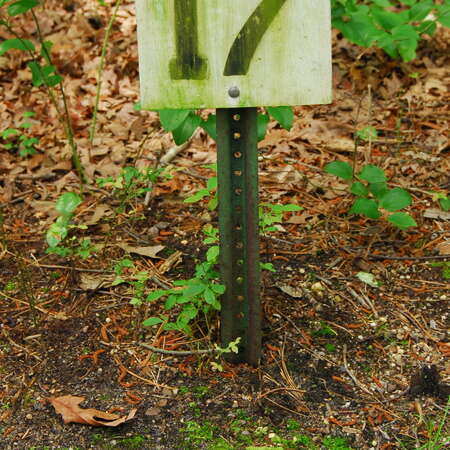Photos Of: Birch Grove Campground - 06/26/2009