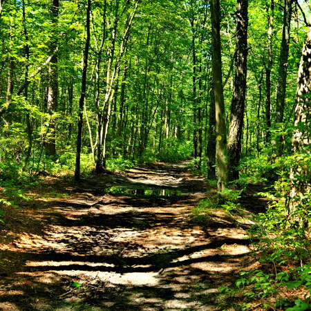 Hiking the Bear Swamp Natural Area, July 2017 - 07/02/2017