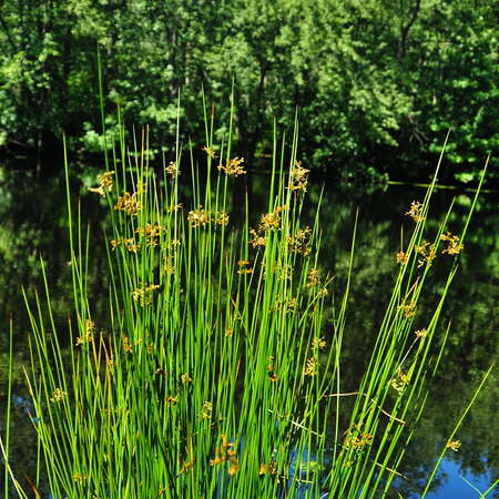 Bear Swamp Natural Area