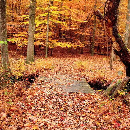 A fall Hike Through Turkey Swamp Park (2015) - 11/05/2015
