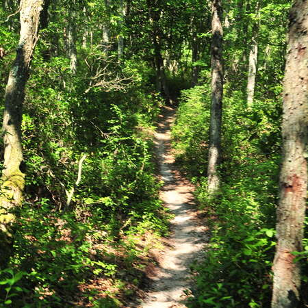 Multiuse Trails in Allaire State Park
