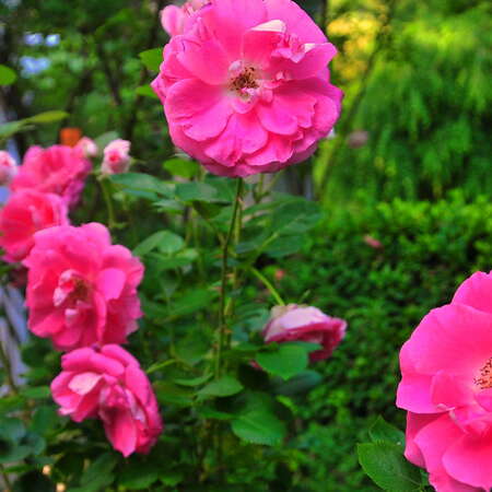 Photos Of: Frelinghuysen Arboretum - June 2014 - 06/17/2014
