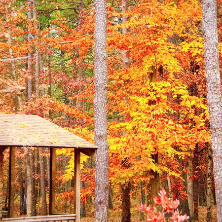 Turkey Swamp Park Campground