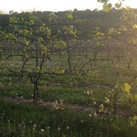 Four Sisters Winery