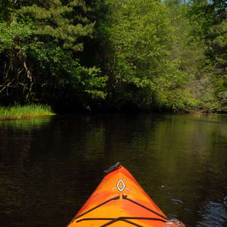 Wharton State Forest