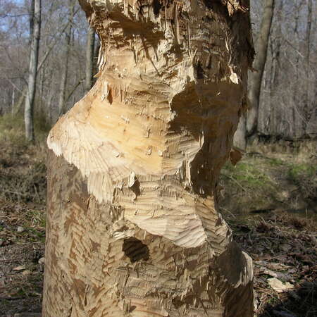 Photos of: Mercer County Park -- Wildlife - 03/15/2012
