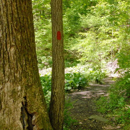 Photos of: Hacklebarney State Park -- Trails - 06/27/2012