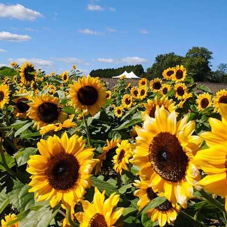 Sunshine Fields