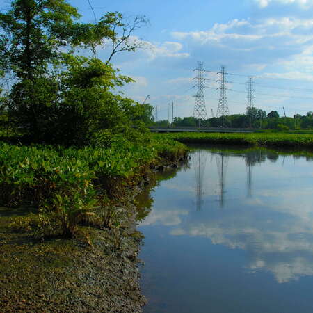 Abbott Marsh / Roebling Park -- Marsh - 07/18/2013
