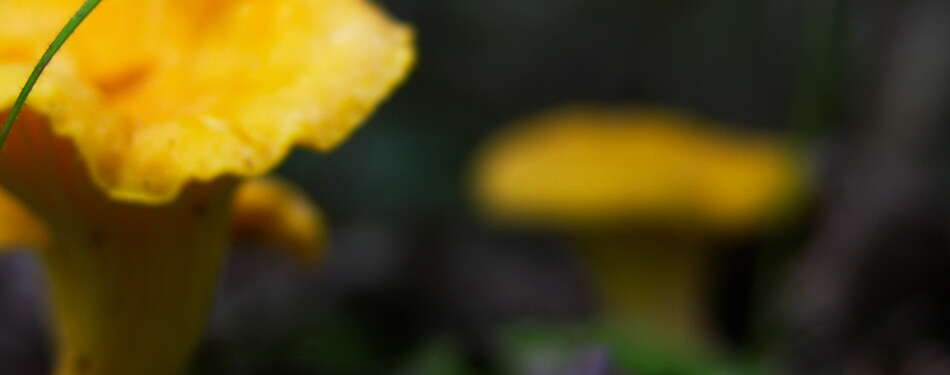 Have you visited the NJ Outdoor Map yet? You should... 