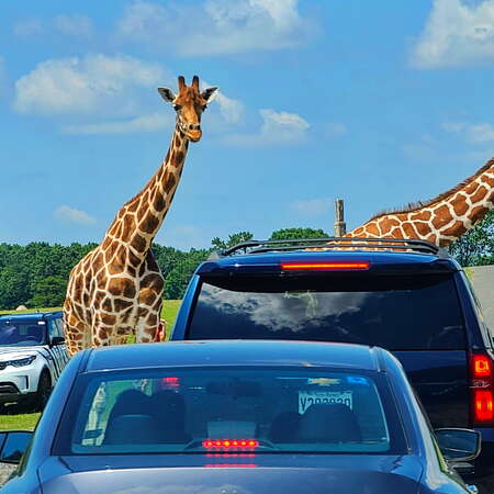 Six Flags Great Adventure Wild Safari